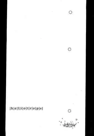 Heliotrope |日光菊